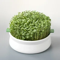 Vas pentru germinare Germline Vas pentru germinare Germline